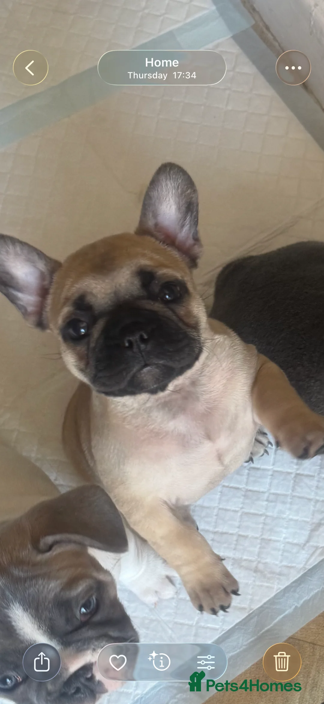 French Bulldog dogs for sale: Frenchie puppies  in Kirkcaldy - Advert 2
