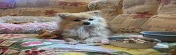 Pomeranian dogs for sale: Gorgeous male PomeranianS - Advert 8
