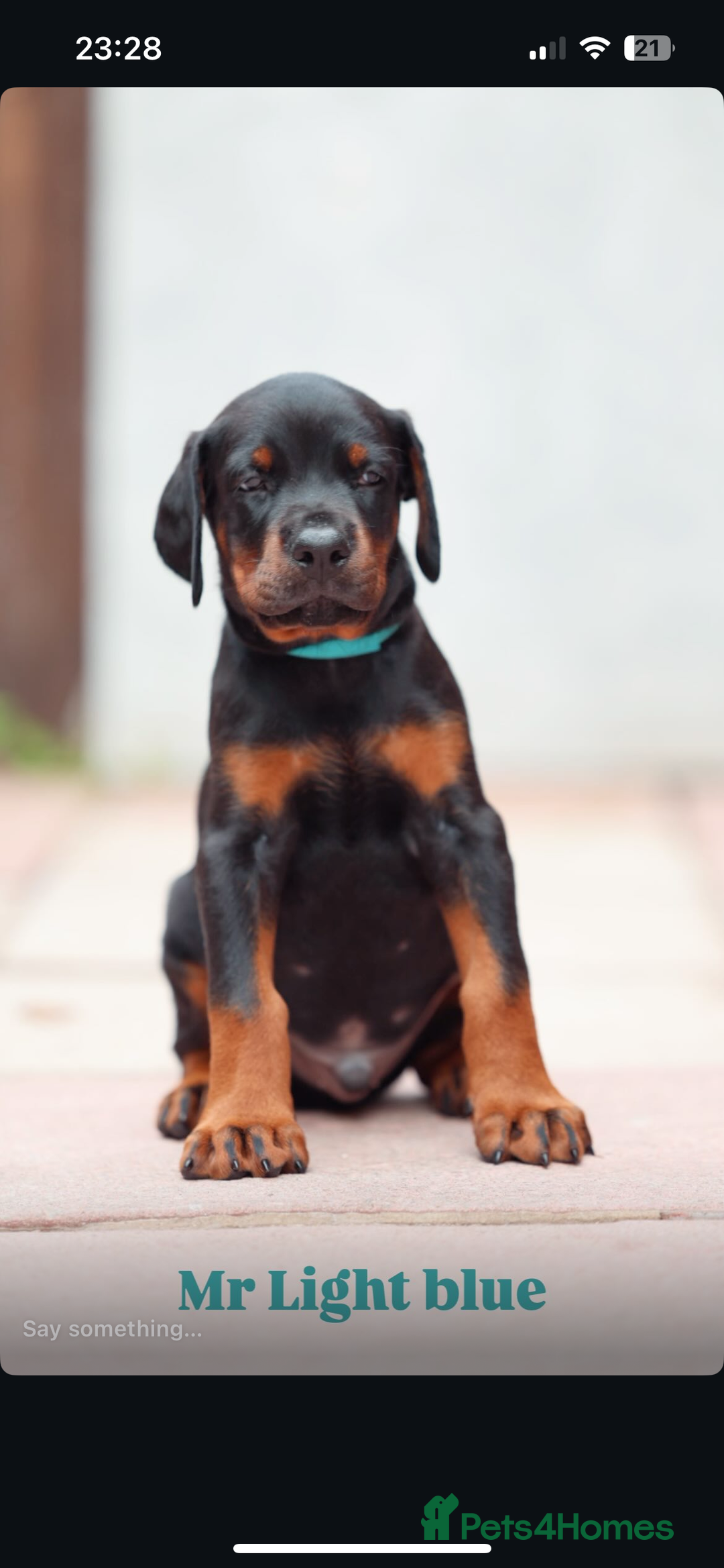 Dobermann dogs for sale: Exceptional Confident European Doberman puppies - Image 16