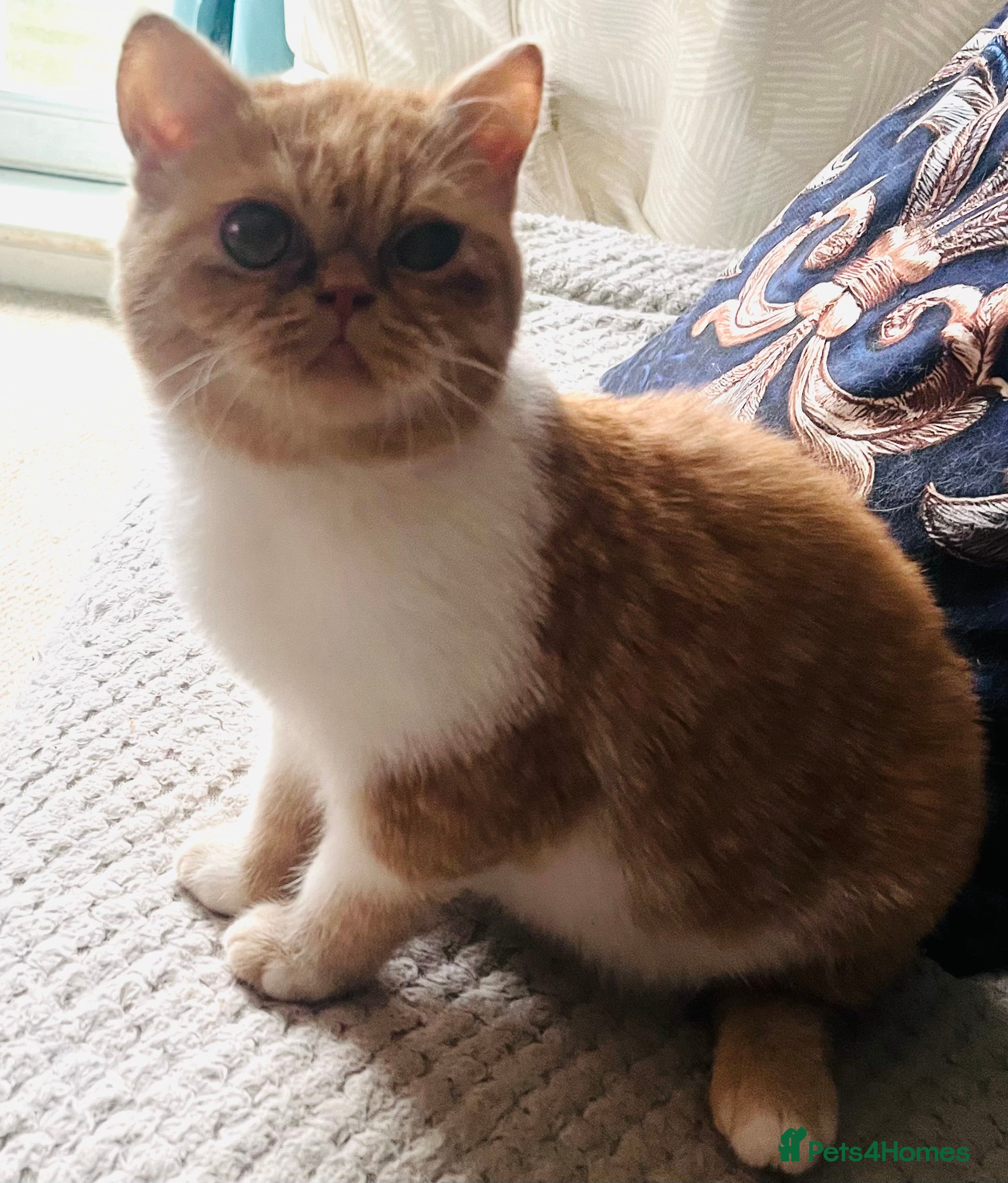 Exotic cats SHOW QUALITY EXOTICS KITTENS  - Advert 6