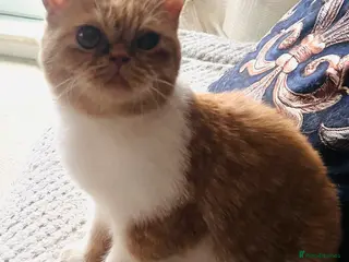 Exotic cats SHOW QUALITY EXOTICS KITTENS - Advert 6