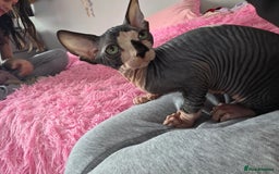 Sphynx cats for sale: 2 male sphynx cats - Image 14