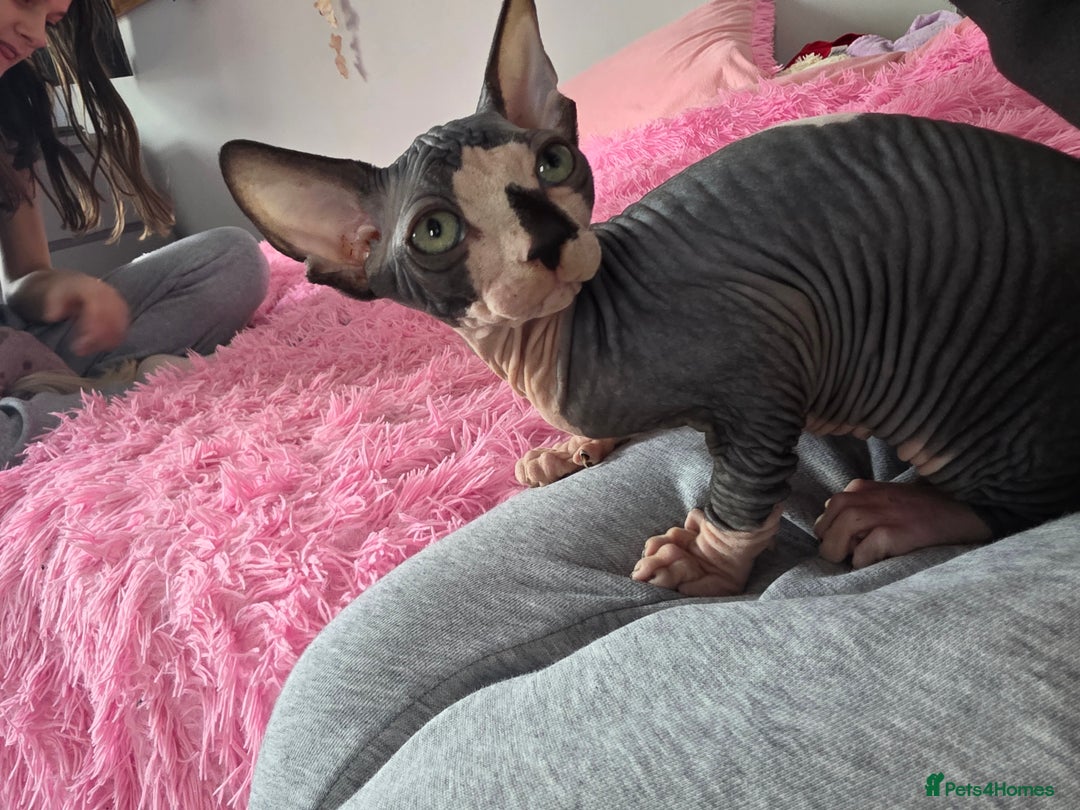 Sphynx cats for sale: 2 male sphynx cats - Image 14