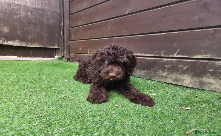 Cockapoo dogs - Advert 12