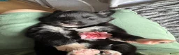 Utonagan dogs for sale: 🐾 Crufts Line Husky x Malamute - Health tested 🐾 - Advert 9