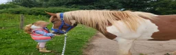 Paint horses for sale: ❤️ Goonie-cracking red and white cob gelding ❤️ in Tiverton - Advert 14