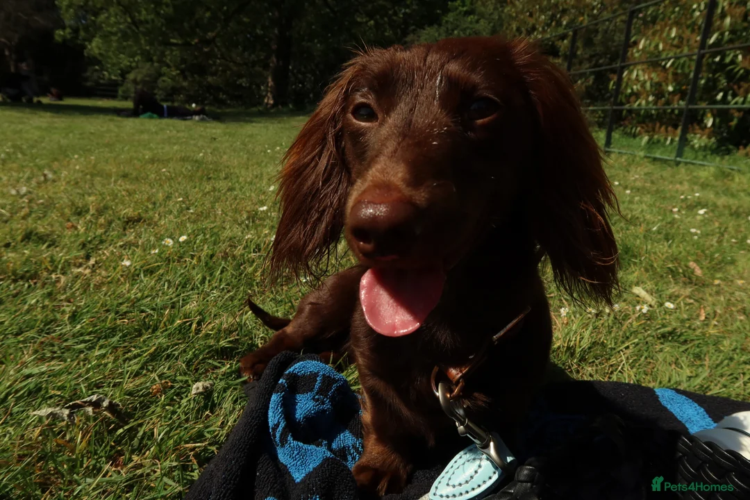 Miniature Dachshund dogs for sale: Beautiful boy for sale in London - Advert 2