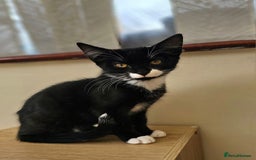 Mixed Breed cats for sale: Kittens for sale  - Image 3