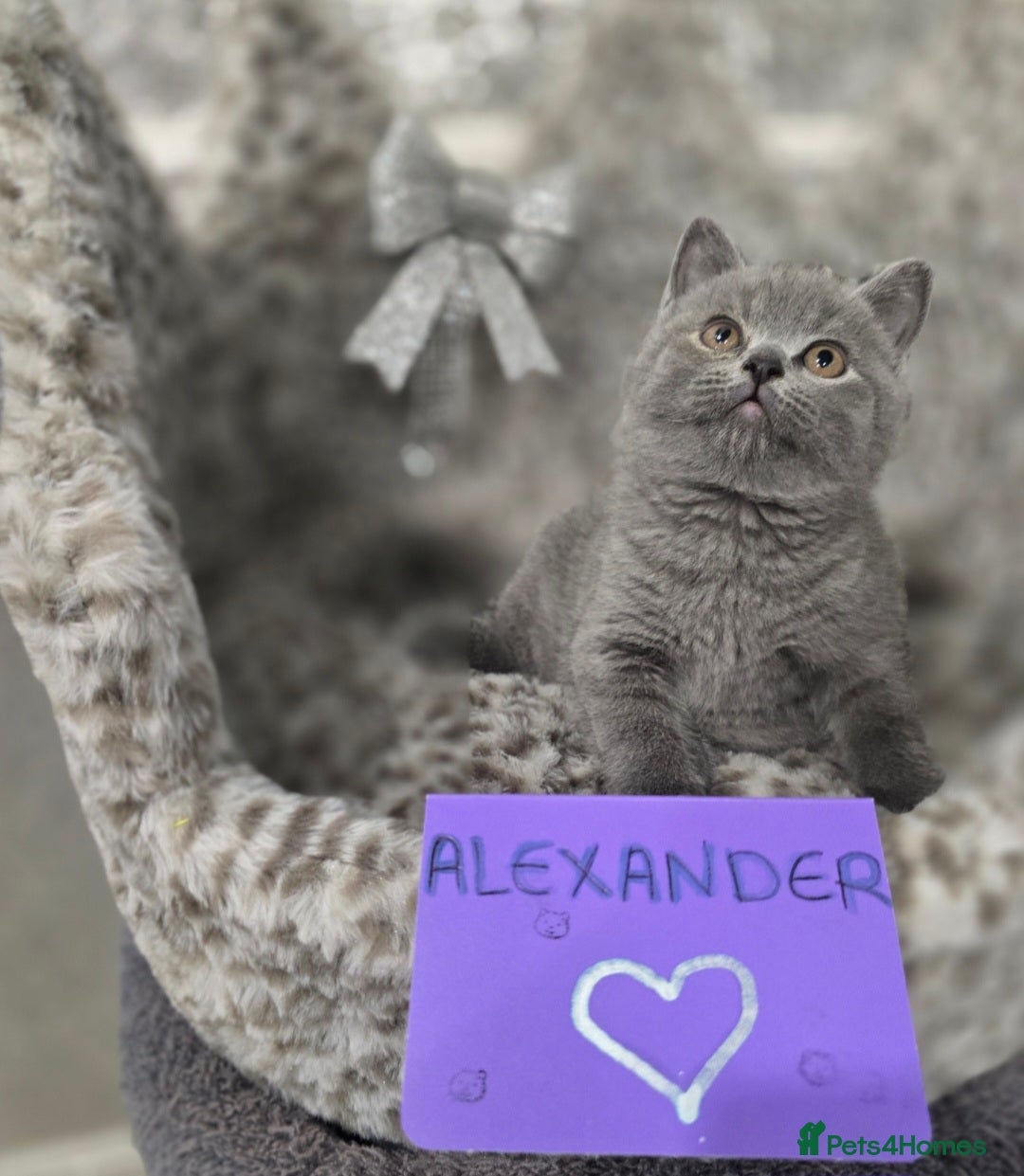 British Shorthair cats for sale: 🩷💜Beautiful British shorthair kittens 💜🩷 - Advert 26