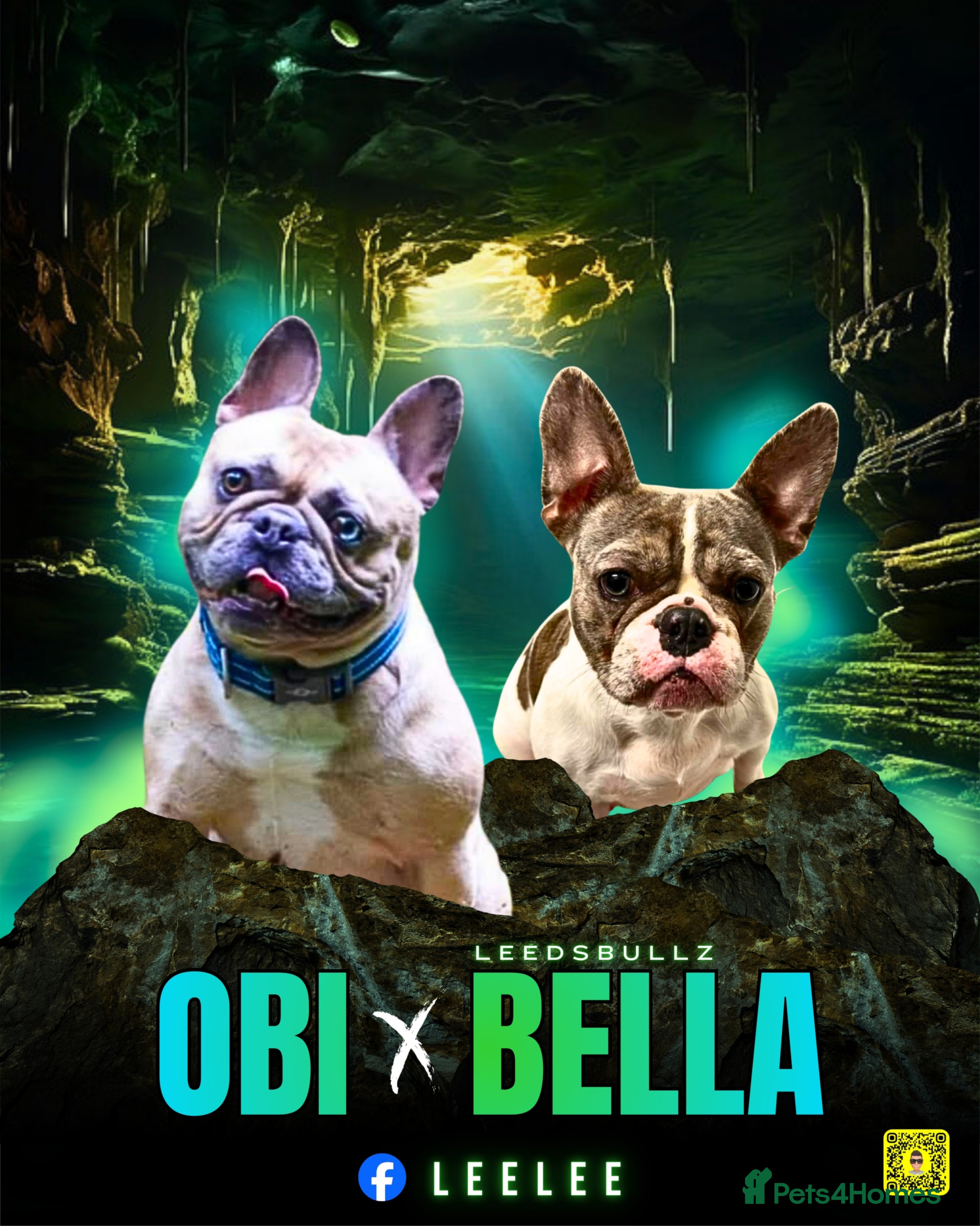 French Bulldog dogs Beautiful French bulldog pups - Advert 1