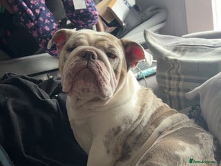 English Bulldog dogs 4 year old English bulldog for rehoming - Advert 1