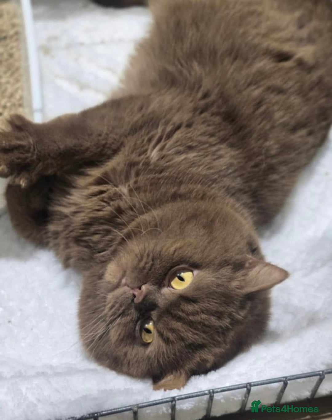 British Shorthair cats for sale: GCCF champ bloodlines Bsh - Image 23