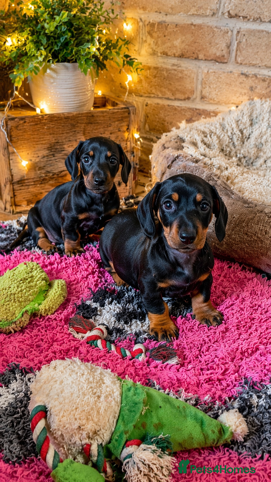 Miniature Dachshund dogs 2 Black & Tan girls available 5 star licenced - Advert 1