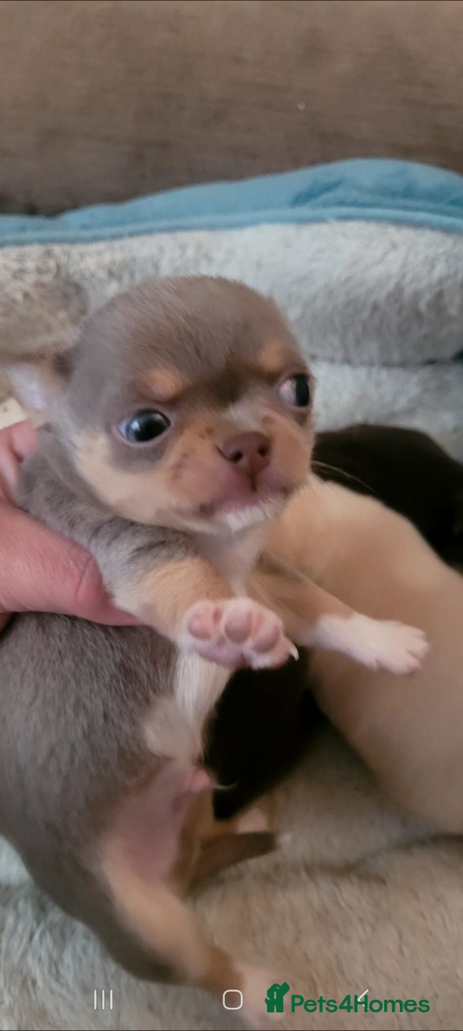 Chihuahua dogs Baby's toy mini chihuahuas 6 boys available  - Advert 2