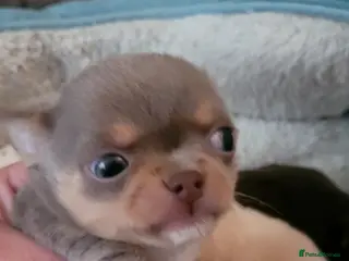 Chihuahua dogs Baby's toy mini chihuahuas 6 boys available - Advert 2