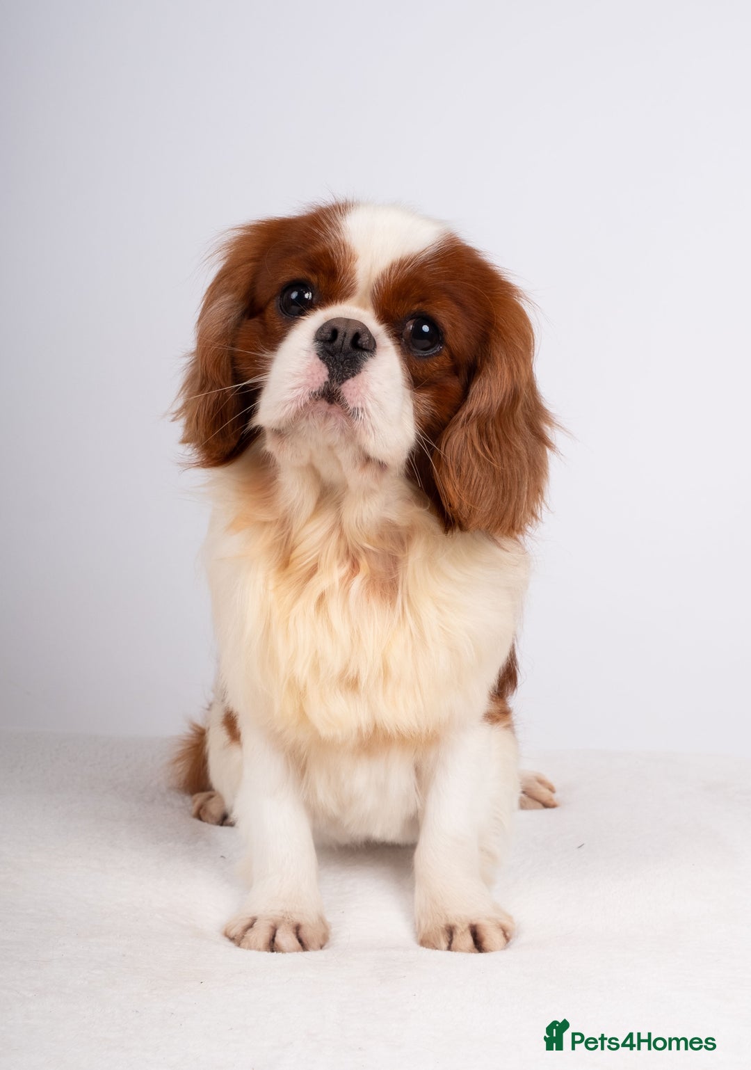 Cavalier King Charles Spaniel dogs for stud: EXCEPTIONAL KC REG HEALTH TESTED IMPORTED CAV STUD - Advert 4