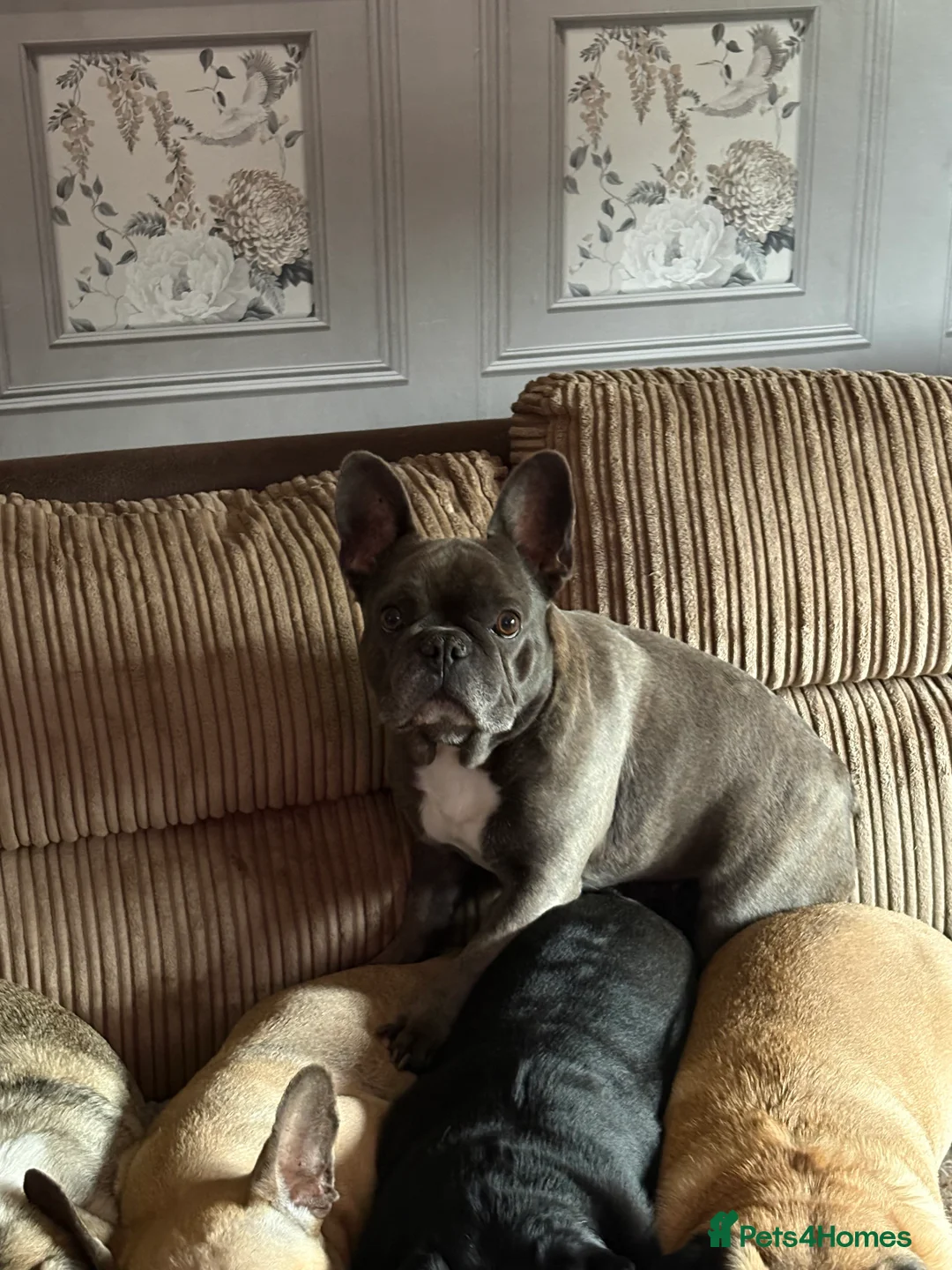 French Bulldog dogs for sale: French bulldog female  - Advert 2
