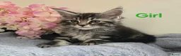 Maine Coon cats for sale: 6 TICA registered Maine Coon kittens. - Advert 11