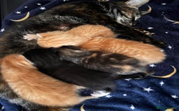 Mixed Breed cats for sale: Stunning kittens  - Image 8