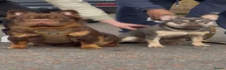 French Bulldog dogs for sale: French bulldog puppies - Advert 2