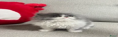 Persian 2