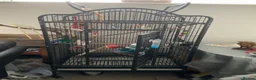 Ringnecks birds for sale: BLUE RINGNECK PARAKEET WITH HER/HIS CAGE in Kettering - Advert 5