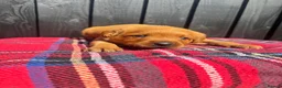 Labrador Retriever dogs for sale: 🧡 Fox Red KC working Labrador’s  in Thetford - Advert 36