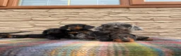 Doxiepoo dogs for sale: Beautiful doxiepoos (council licensed breeder) - Advert 12