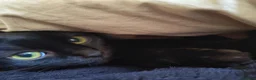 Domestic Shorthair cats for sale: Bonded pair of indoor girl cats - together only - Advert 15