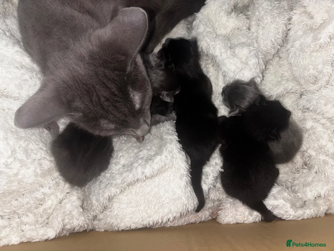 Russian Blue cats for sale: Russian blue X one male  - Advert 4