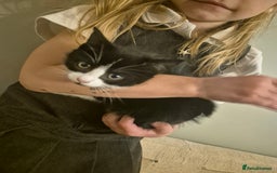 Mixed Breed cats for sale: Beautiful Kittens - Ready to leave - Image 5