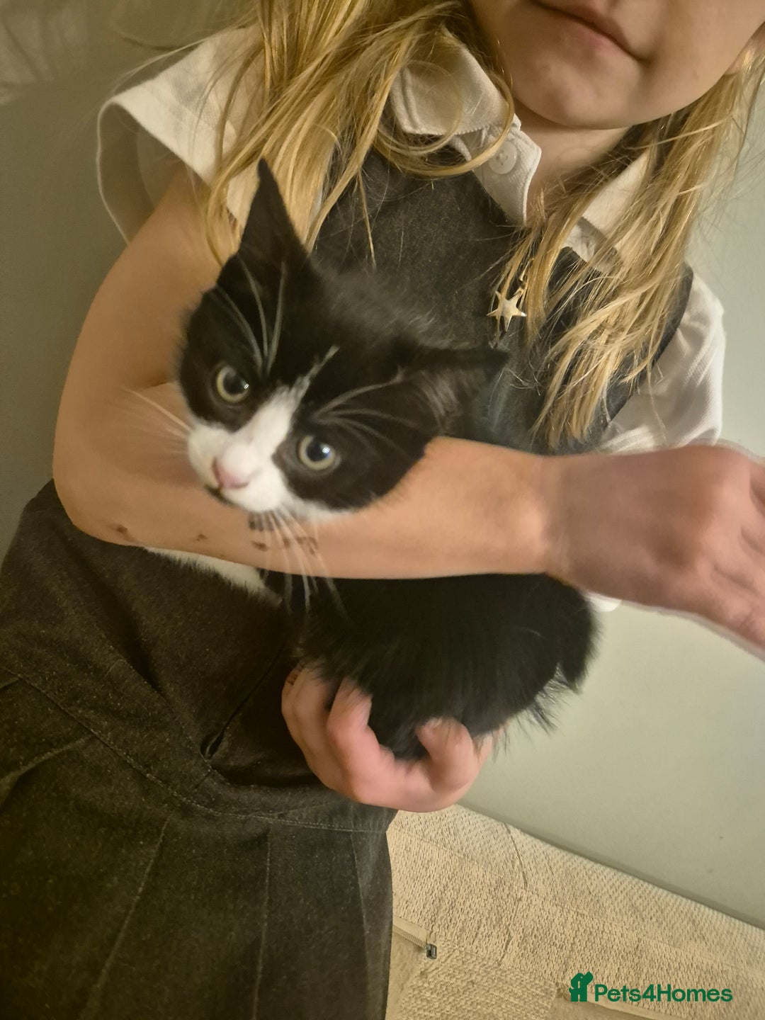 Mixed Breed cats for sale: Beautiful Kittens - Ready to leave - Image 5