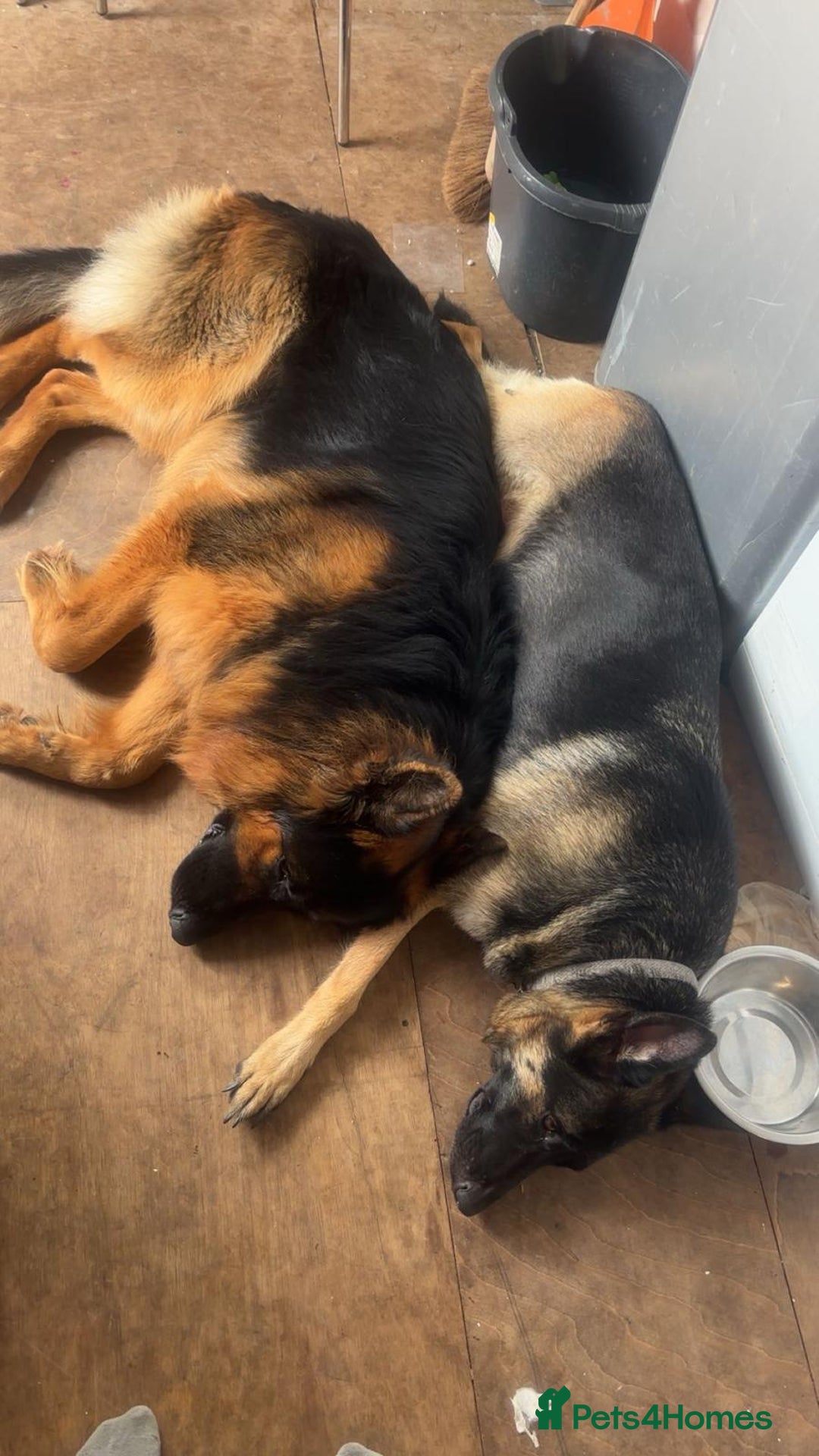 German Shepherd dogs for sale: Amazing german shepherd pups - Advert 4