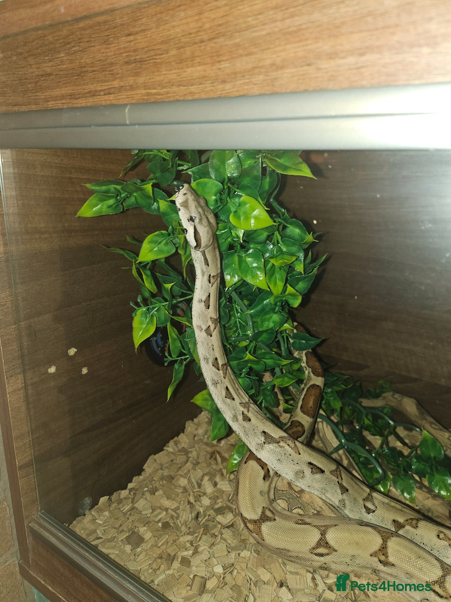 Boa Snake reptiles for sale: 3ft long bia constrictor male in Rugby - Advert 4