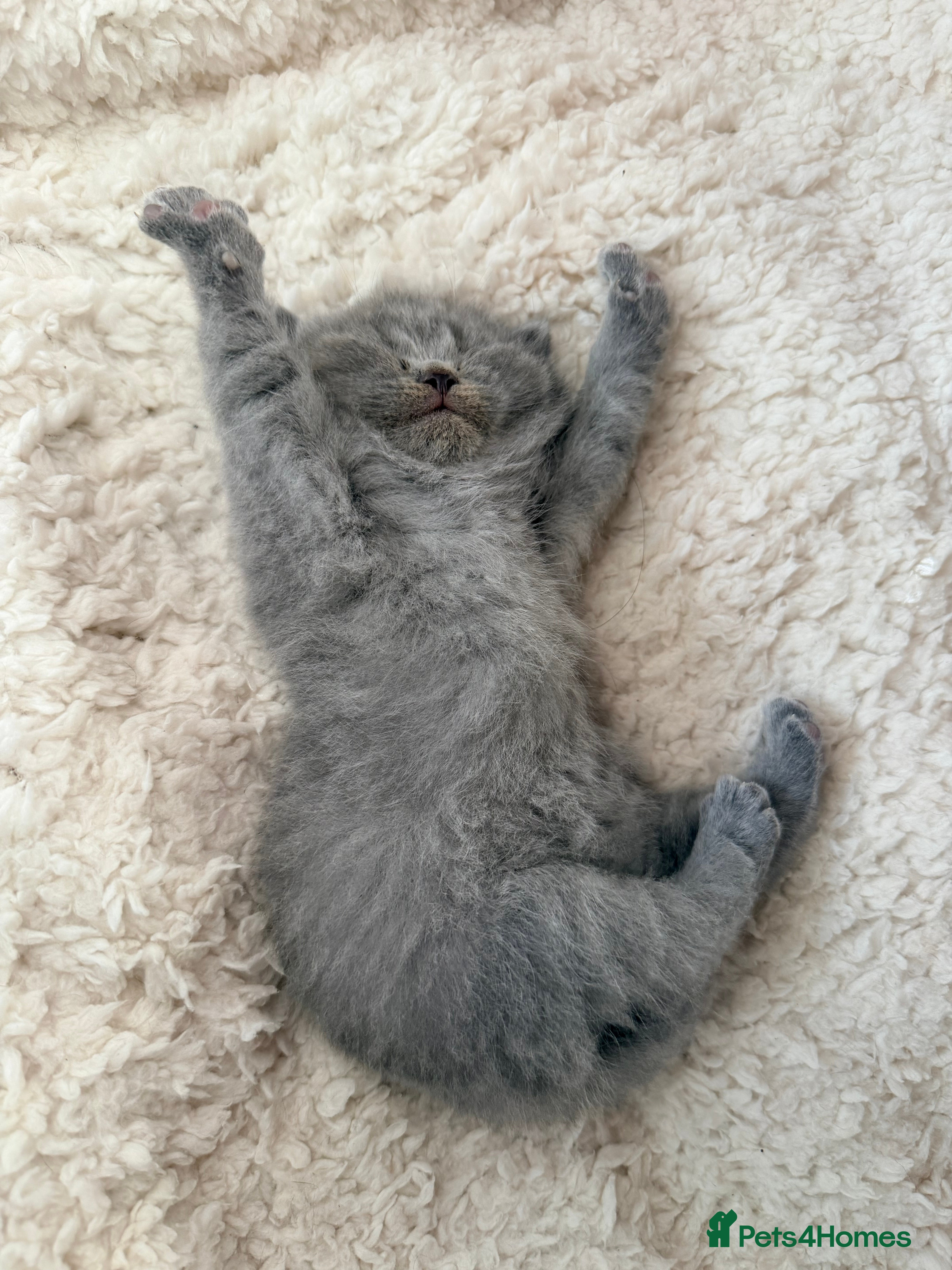 British Shorthair cats British Shorthair Kittens – Blue & Lilac Lines - Advert 6