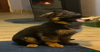 German Shepherd dogs Outstanding Vomkonstanz German Shepherd Litter  - Advert 4