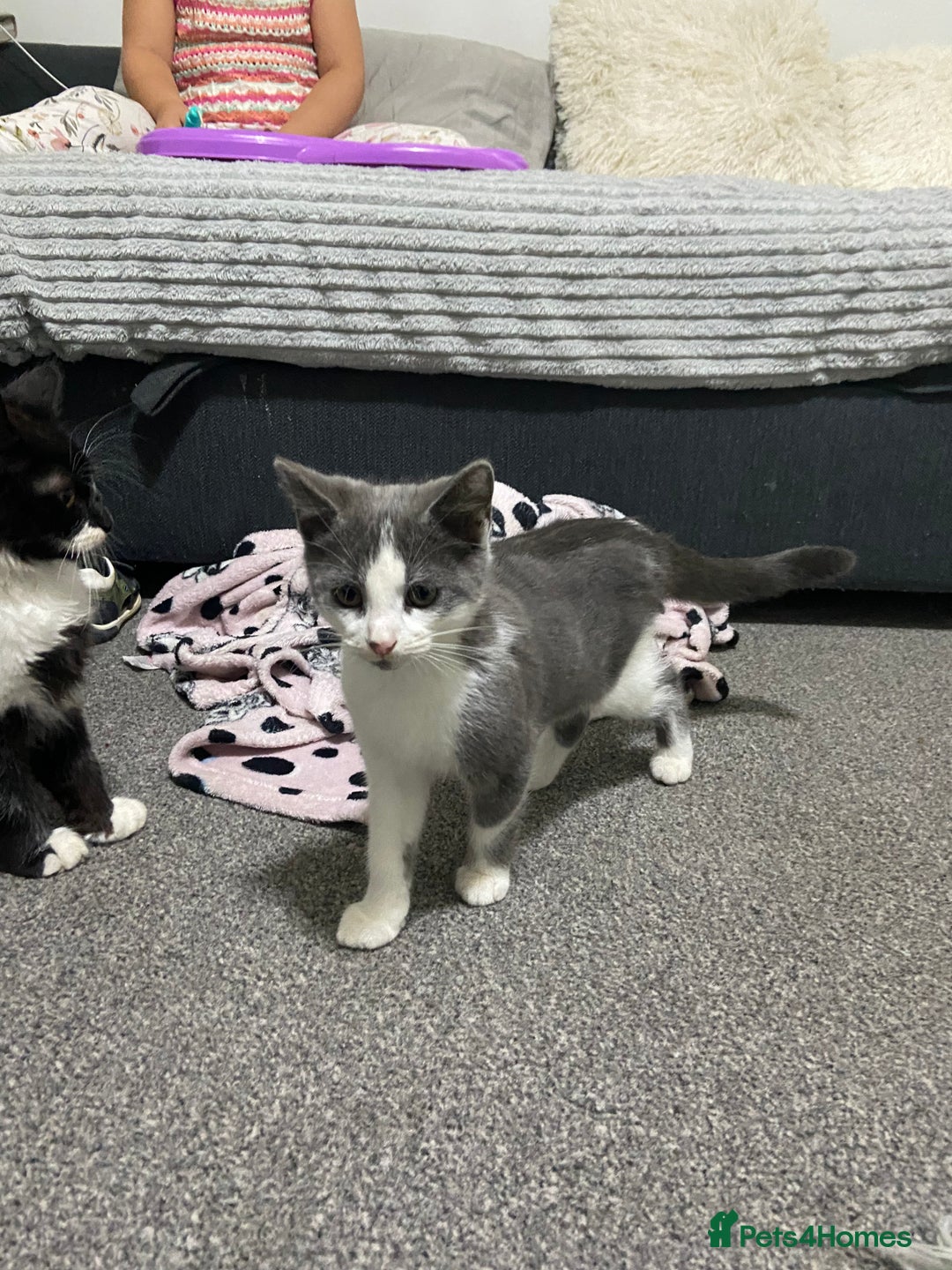 Mixed Breed cats for sale: Kitten - Image 3