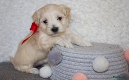 Maltipoo dogs for sale: F1 small Maltipoo puppies - Image 35