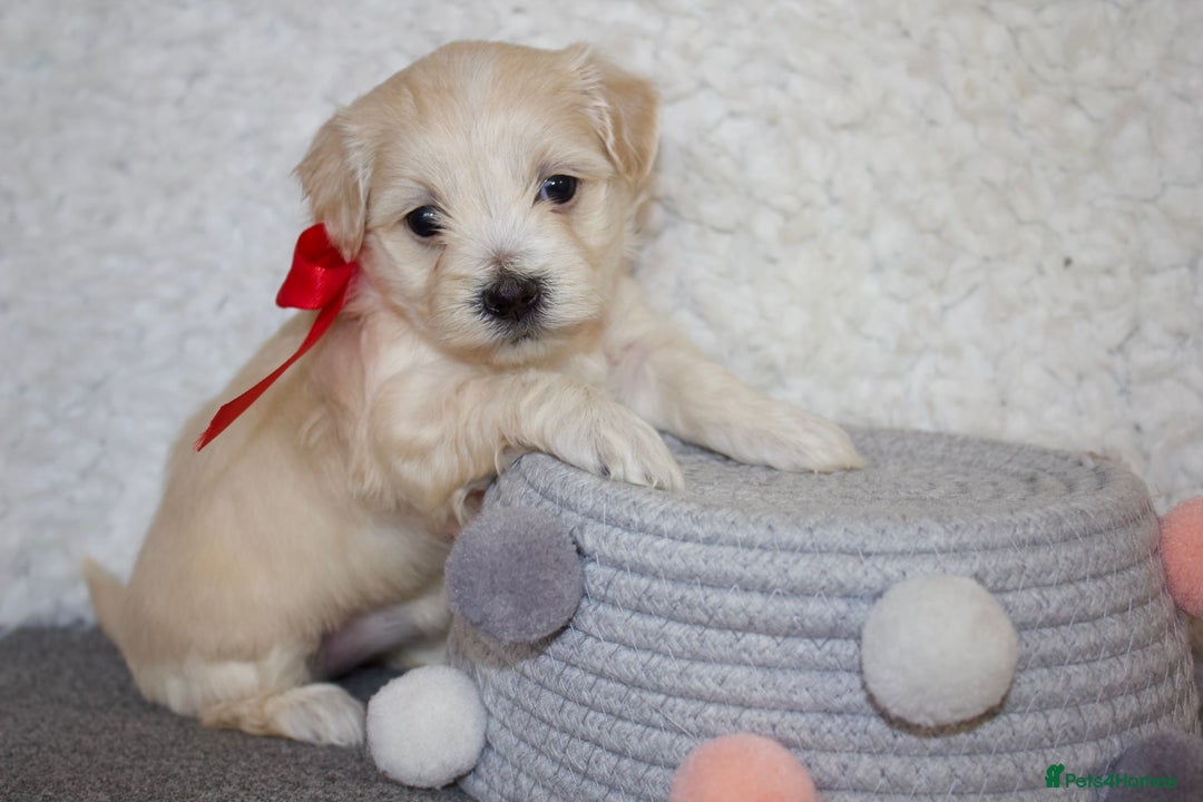 Maltipoo dogs for sale: F1 small Maltipoo puppies - Image 35