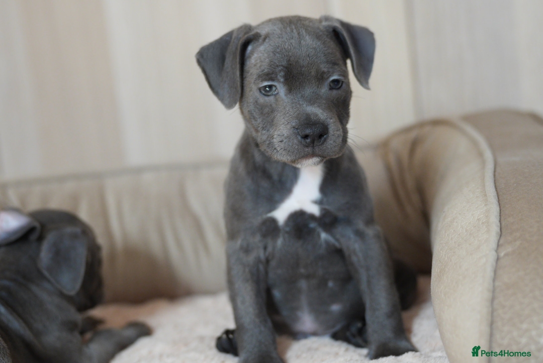 Staffordshire Bull Terrier dogs for sale: Beautiful staffy puppies - Image 17