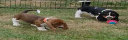 Basset Hound dogs for sale: KC BASSET HOUND PUPPIES  - Advert 14
