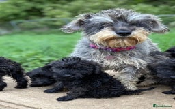 Mixed Breed dogs for sale: Schnoodle puppies  - Advert 2