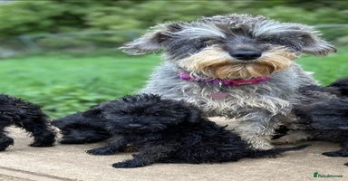 Mixed Breed dogs Schnoodle puppies  - Advert 13