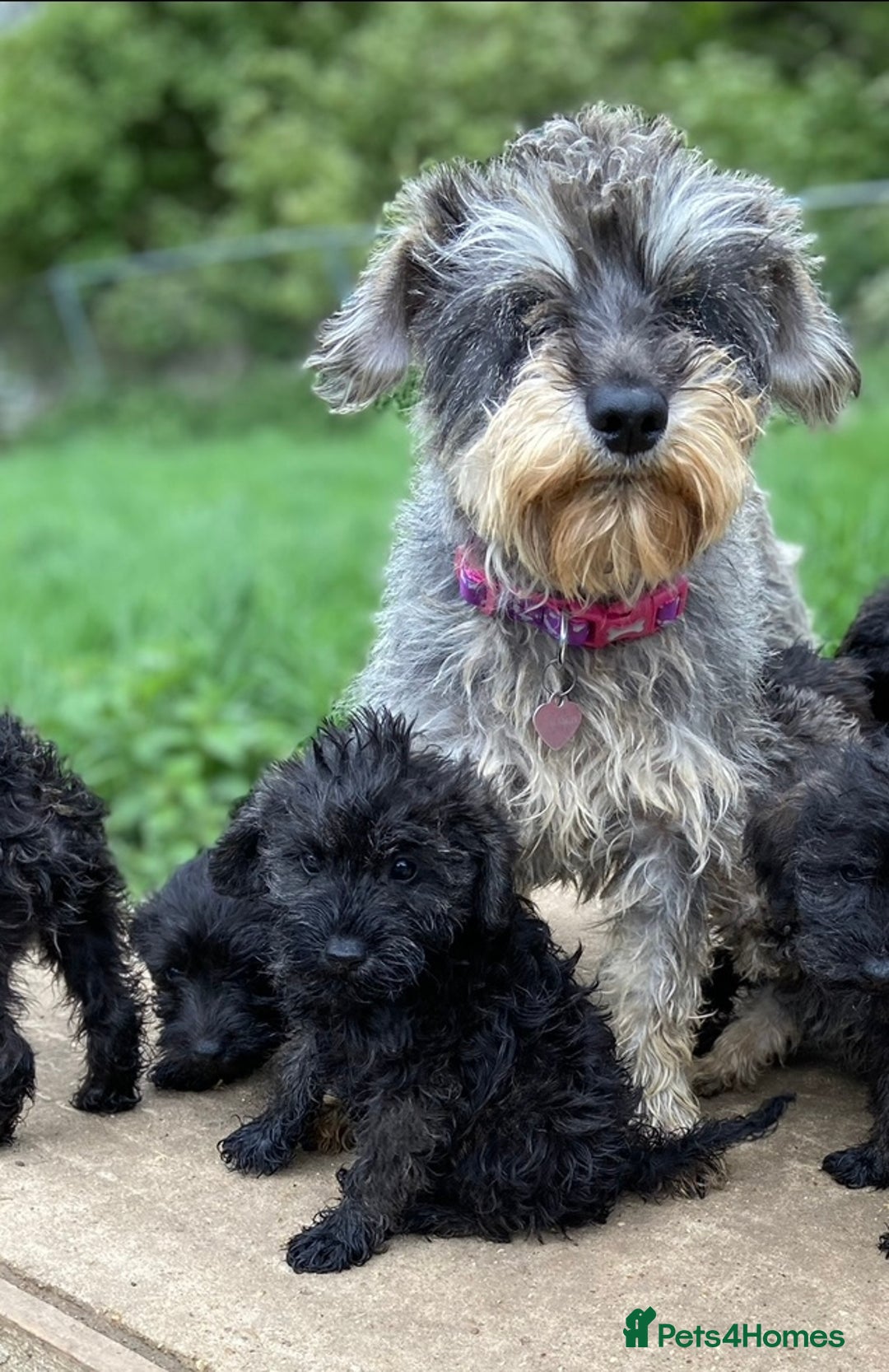 Mixed Breed dogs for sale: Schnoodle puppies  - Advert 2