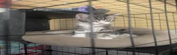 Domestic Shorthair cats for sale: Kitten - Advert 8