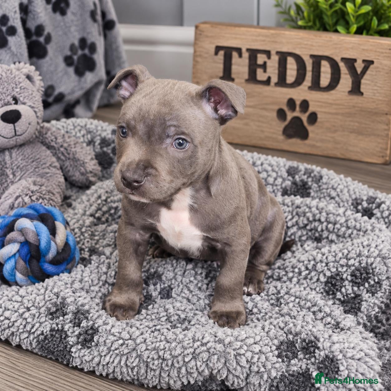 Staffordshire Bull Terrier dogs Solid Blue staffs short & stocky Type  - Advert 1