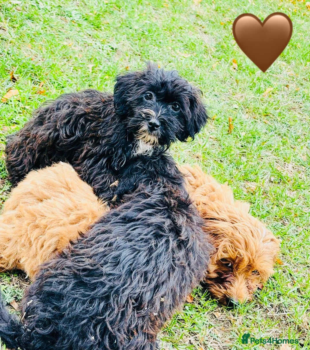 Shih Tzu dogs for sale: Shih Tzu Puppies  - Image 2
