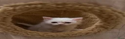 Mixed Breed cats for sale: British Shorthair x Longhair kittens - Advert 7