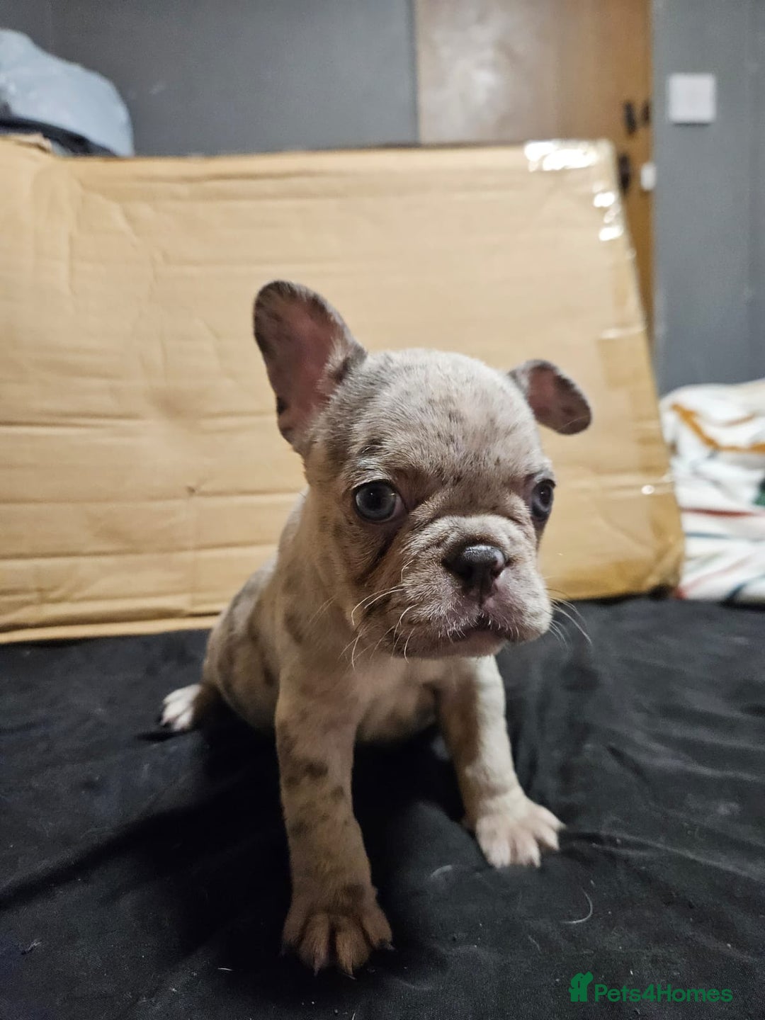 French Bulldog dogs for sale: Merle french bulldog puppies  - Image 5
