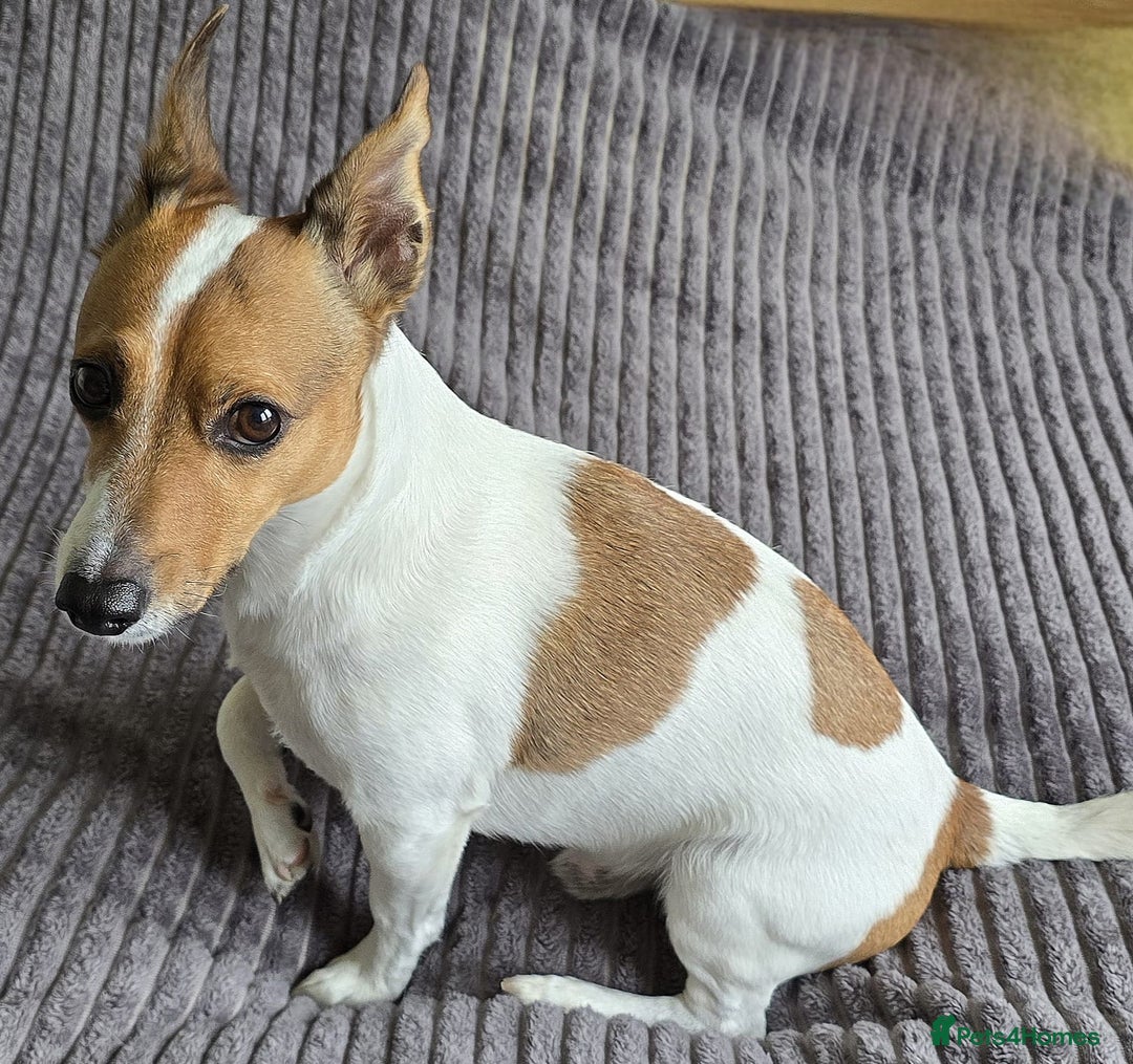 Jack Russell dogs for sale: 🐶 Jack Russell Puppies  – 4 Females & 1 Male 🐶 - Image 17